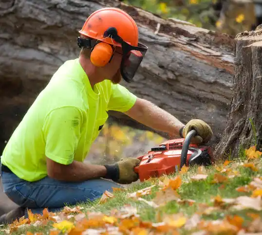 tree services East Avon